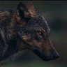 serpicolimpasse's profile picture