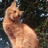 シグナス│クサコウ profil fotoğrafı