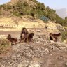 TheEthiopian 的头像