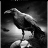 Black Bird's profile picture