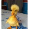 Фото профиля carobooloo