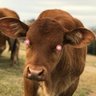 RedBrangus's profile picture