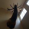 Profilbild von Wapiti