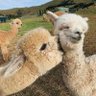 Фото профиля eLPACA
