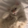 maria togia's profile picture