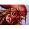 Gamecock Lifer's profile picture
