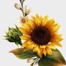 Fatma Mahjoub's profile picture