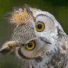 Profilbild von O