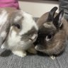 Фото профиля おそば🐰おれお
