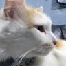 FiNNick 的头像