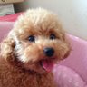 鉄人28ペソ profil fotoğrafı