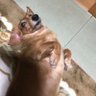 きゃっする profil fotoğrafı