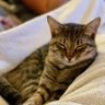 Profilbild von showmeyourkitties