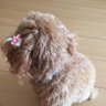 しょこら profil fotoğrafı