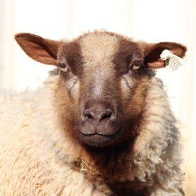 Angela King's profile picture