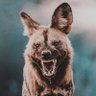 Profilbild von PJ