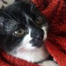 Фото профиля kedi gözü