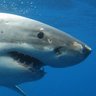 shark 的头像