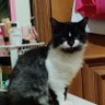 Kiyo profil fotoğrafı