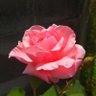 Profilbild von itukawa_0804
