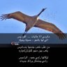 ثامر المساعد& 的头像
