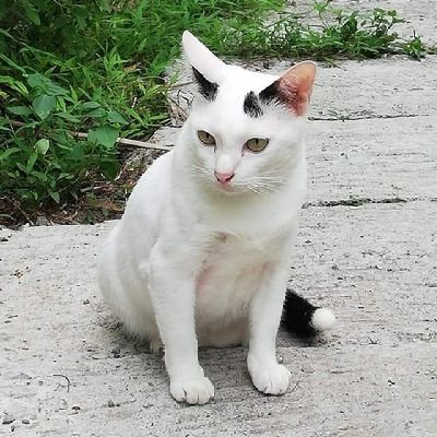 ลูกหมูพิคกี้รวยและถูกหวยทุกงวด's profile picture
