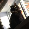 Profilbild von Otto the Cat