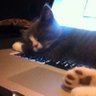choco taco (─‿‿─)'s profile picture