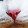 Just Curious 的头像