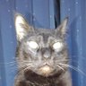 黒猫のタク 的头像