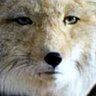 Profilbild von サブレ