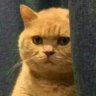 ฮงฮง 🐱🐯🦁's profile picture