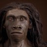 Profilbild von Homo Sapiens