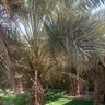 Profilbild von الحاضر غرس الماضي