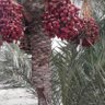 Profilbild von عبدالله بن سعد المطوع