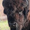 Liberty Buff's profile picture