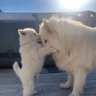 Фото профиля ลิลลี่สีขาวกับน้องหมาน้องแมว