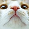 きいちゃん 的头像