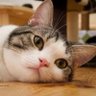 Фото профиля ヒロシ🐱🦀