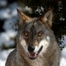 Wolf 的头像