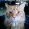 Фото профиля FuzzyOrangeDave