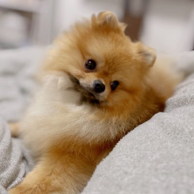 ルンド✴︎ポメラニアン's profile picture