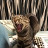 りきの靴磨き 的头像