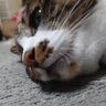 ヌコが家主。 的头像