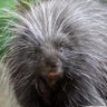 Canadian Porcupine 的头像