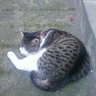 Profilbild von 猫オヤジ