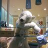 チェブラーシカ🐻❄️ profil fotoğrafı