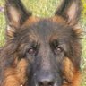 Profilbild von Veterinaria
