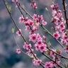 🌸hanami🌸 的头像