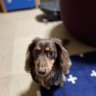 Greyzanikoath's profile picture